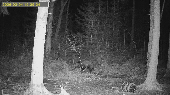 Grisekongen HM3 – Komplet 4G-pakke med Lithium-power, solcelle og 64GB hukommelse