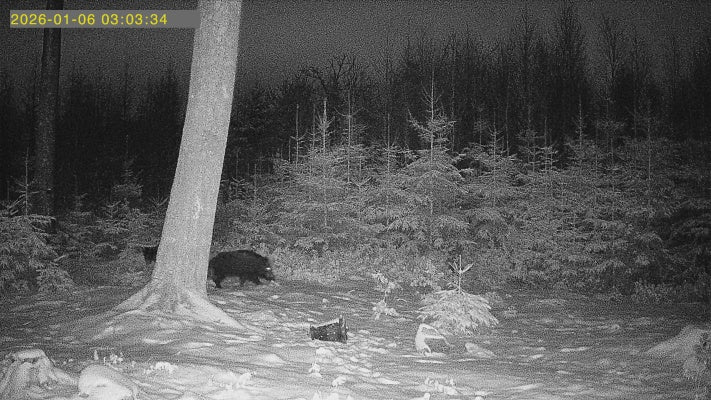 Grisekongen HM3 – Komplet 4G-pakke med Lithium-power, solcelle og 64GB hukommelse